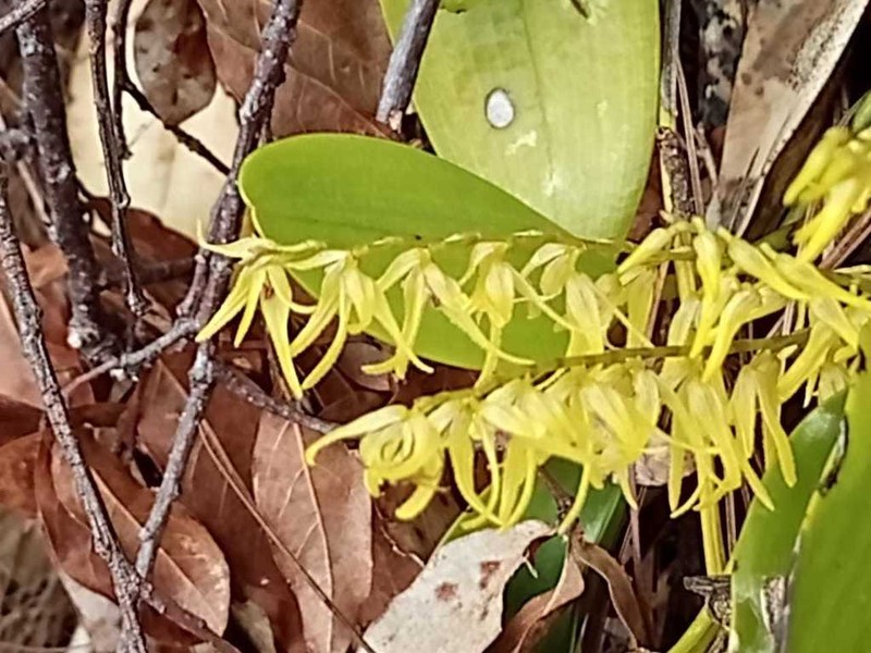 Stelis poasensis photo 4
