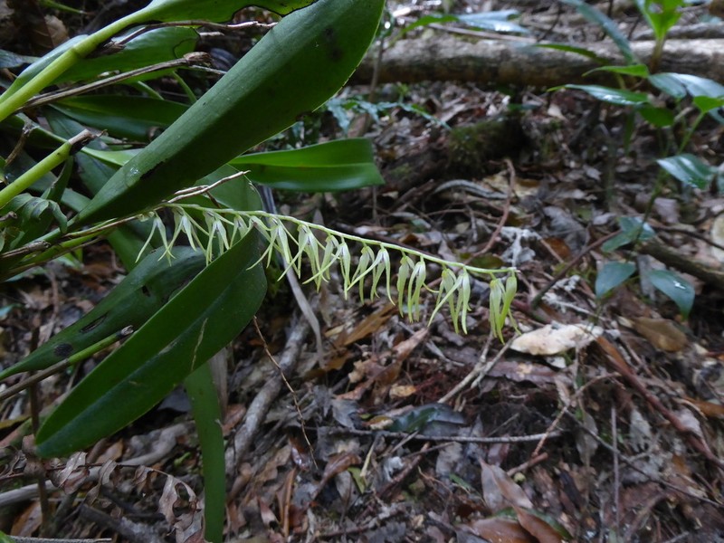 Stelis poasensis photo 5