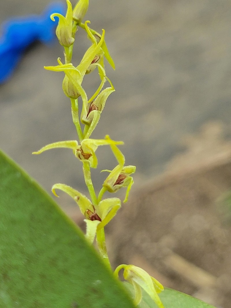 Stelis poasensis photo 6