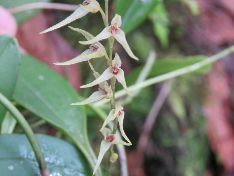 Stelis poasensis photo 7