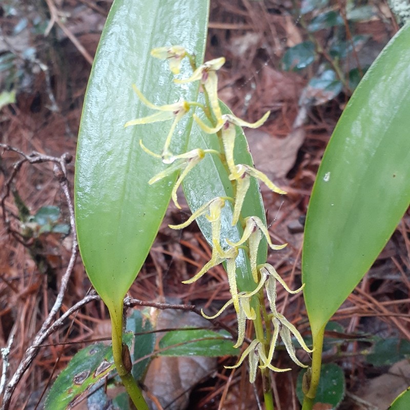 Stelis poasensis photo 8