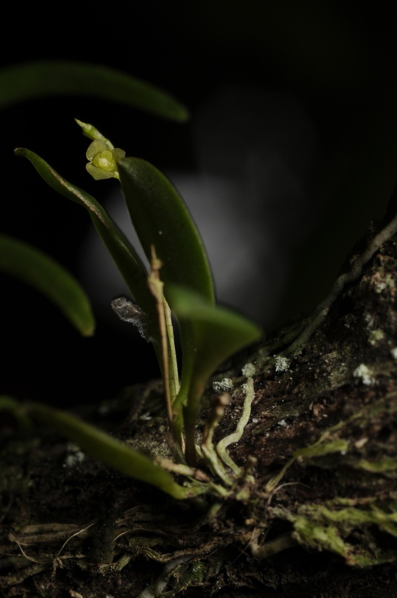Pygmy Leach Orchid