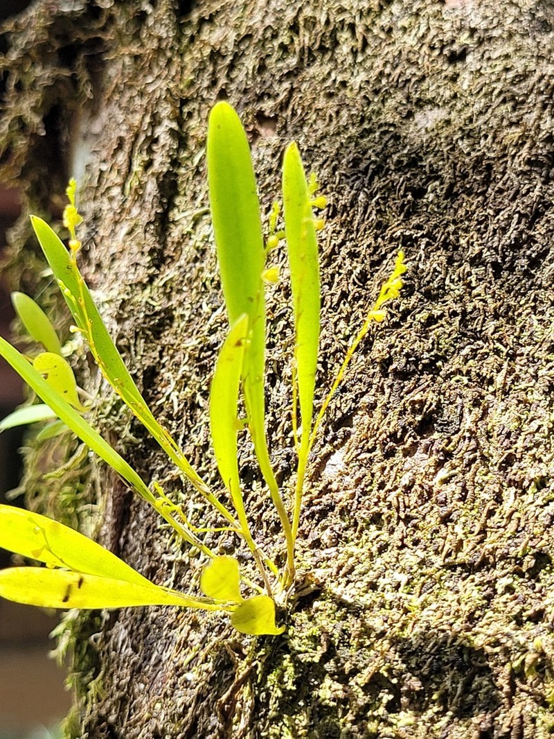 Pygmy Leach Orchid photo 2