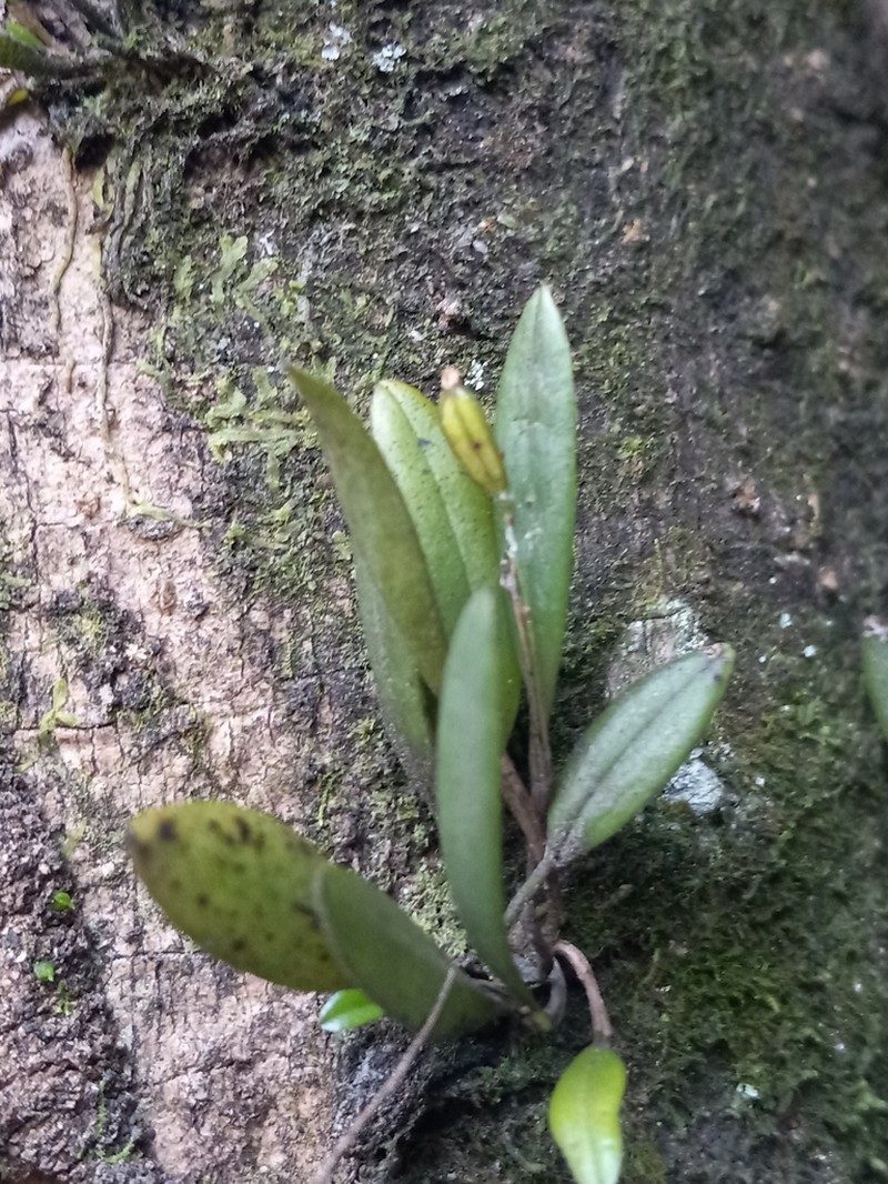 Pygmy Leach Orchid photo 3