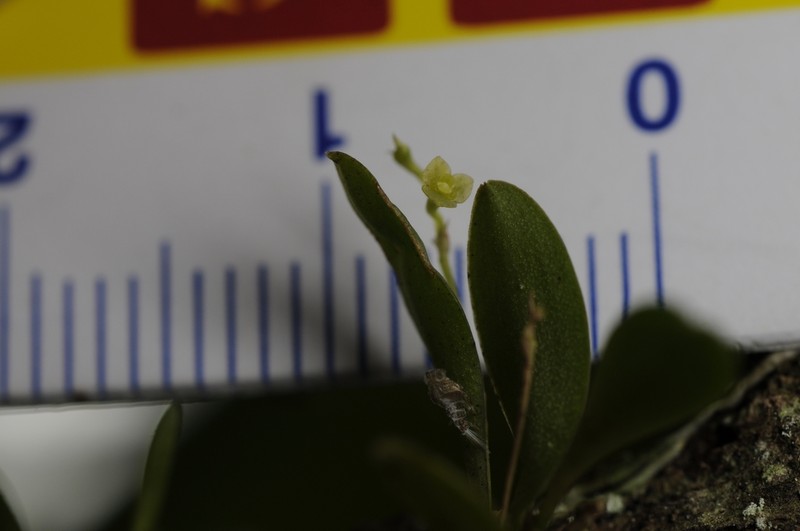 Pygmy Leach Orchid photo 4