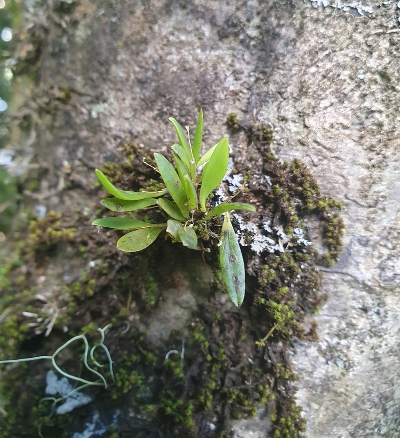 Pygmy Leach Orchid photo 5