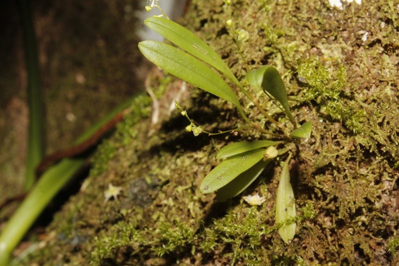Pygmy Leach Orchid photo 6
