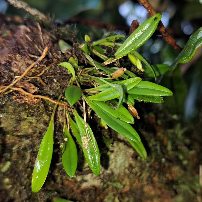 Pygmy Leach Orchid photo 7
