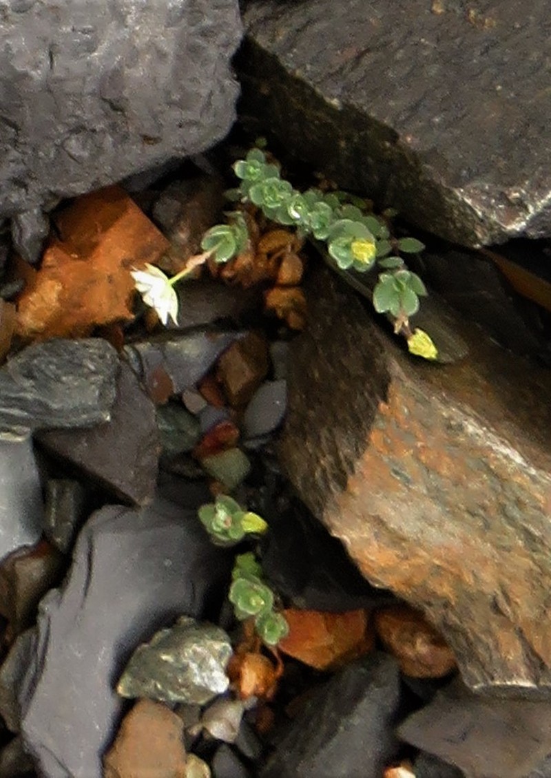Alaska Starwort