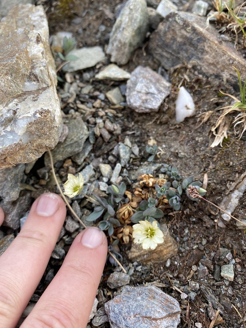 Alaska Starwort photo 2