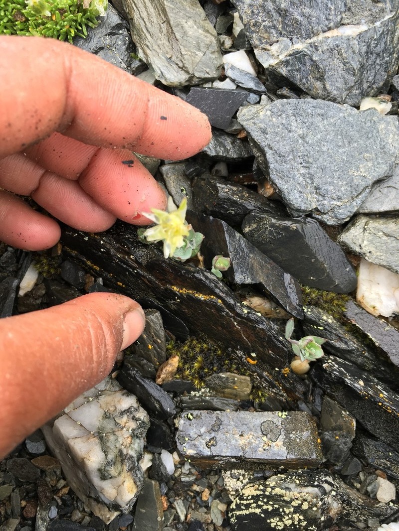 Alaska Starwort photo 3