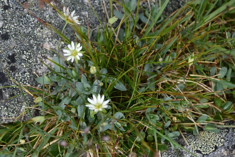 Alaska Starwort photo 4