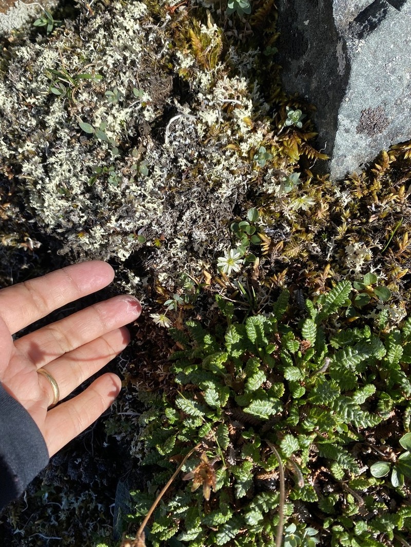 Alaska Starwort photo 5
