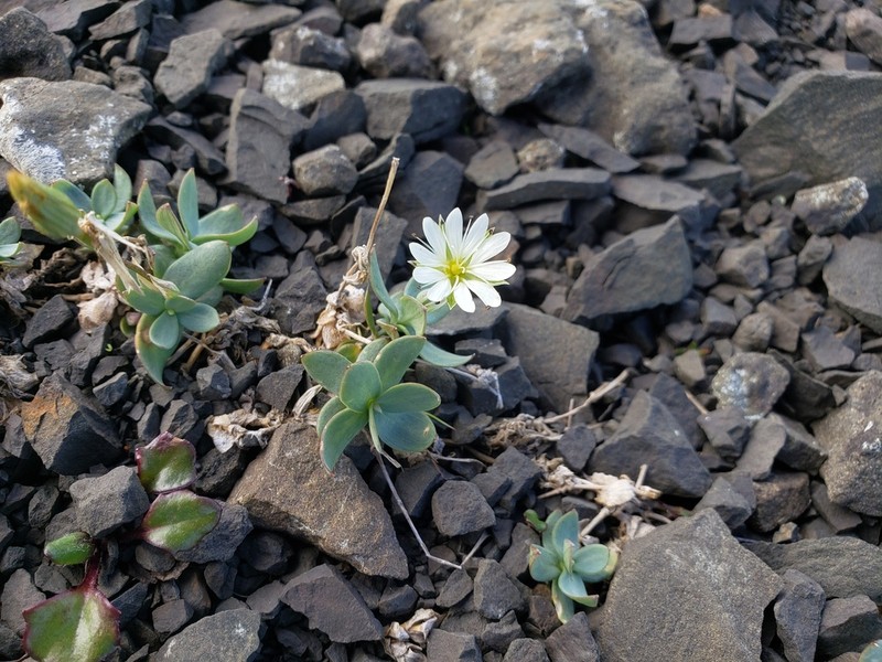 Alaska Starwort photo 6