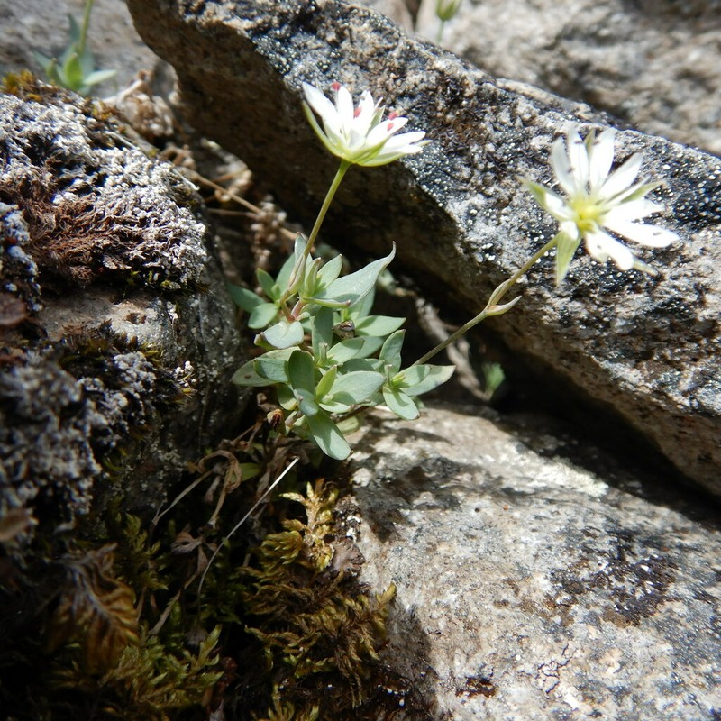 Alaska Starwort photo 7