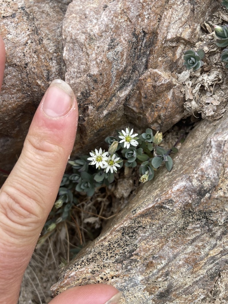 Alaska Starwort photo 8