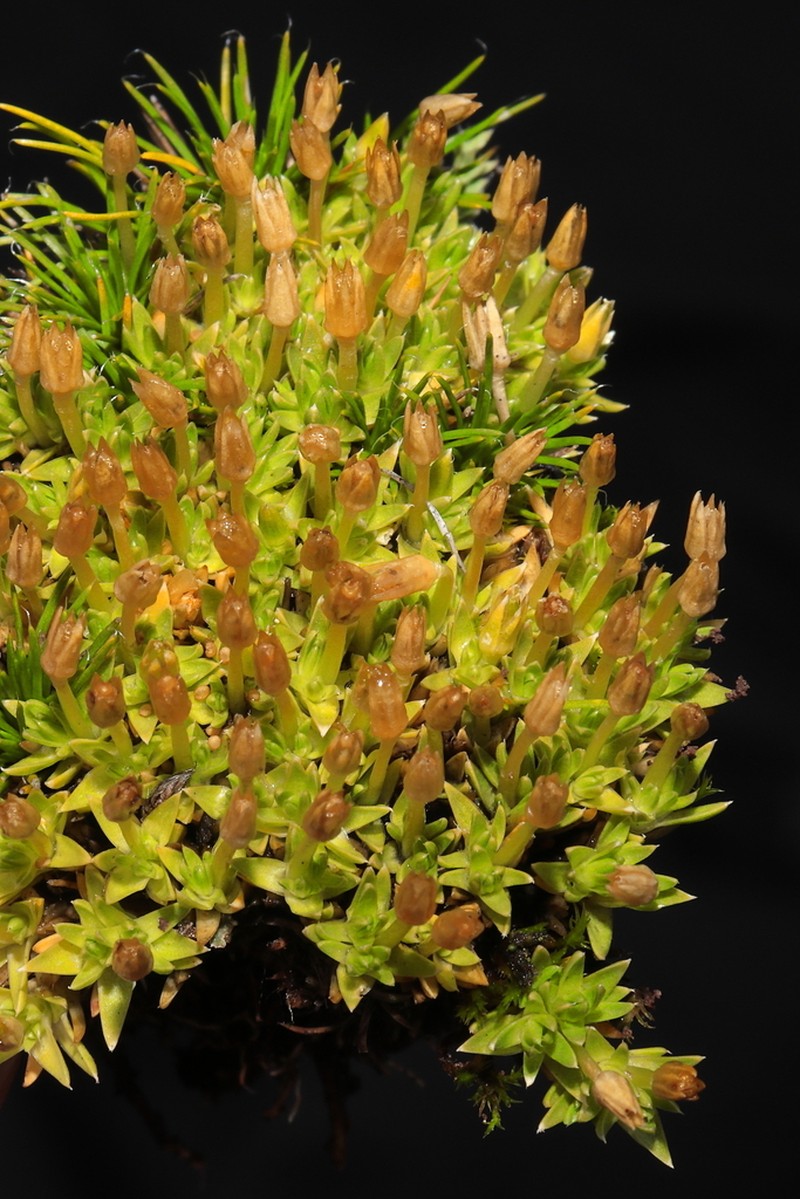 Stellaria alpamarcae