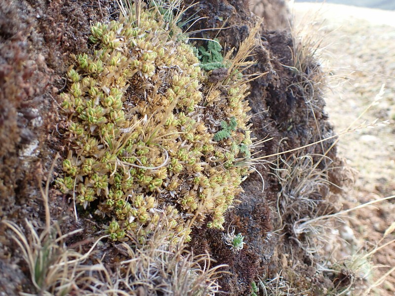 Stellaria alpamarcae photo 2