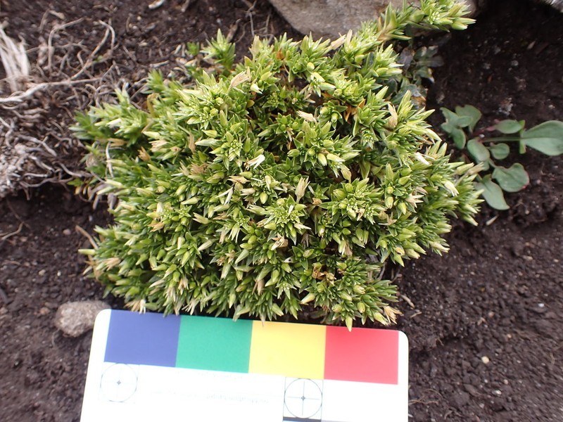 Stellaria alpamarcae photo 3