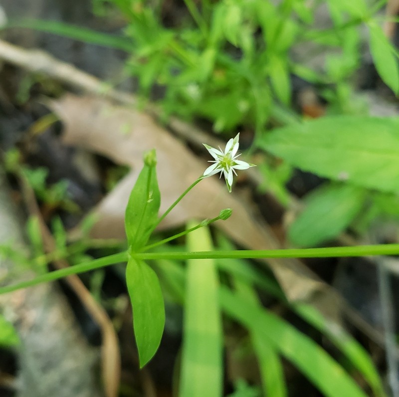 Bog Chickweed photo 3