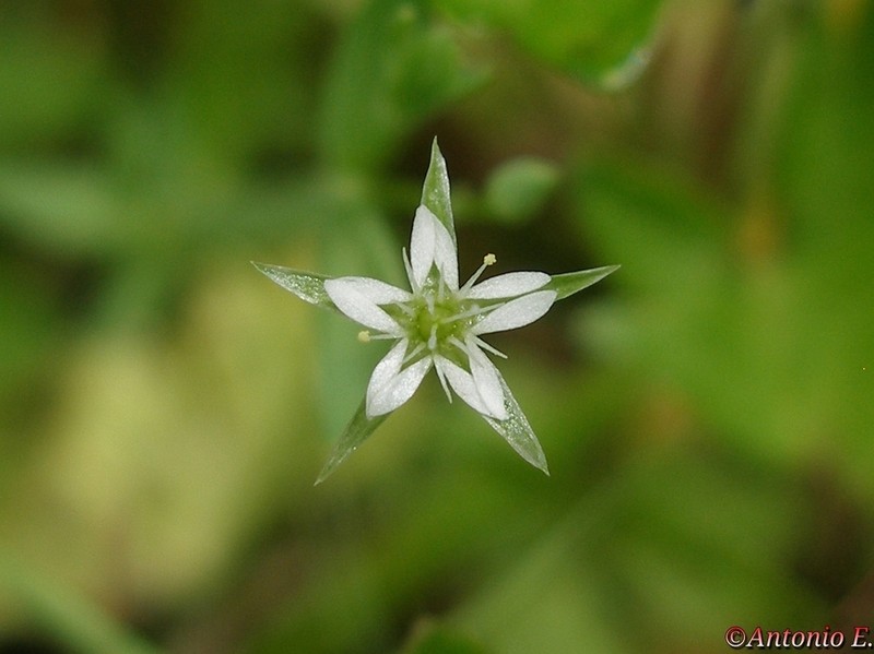 Bog Chickweed photo 4