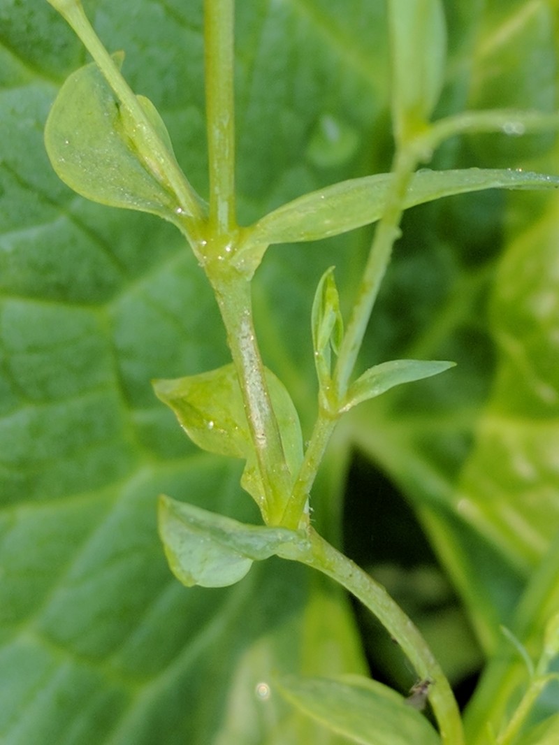 Bog Chickweed photo 5