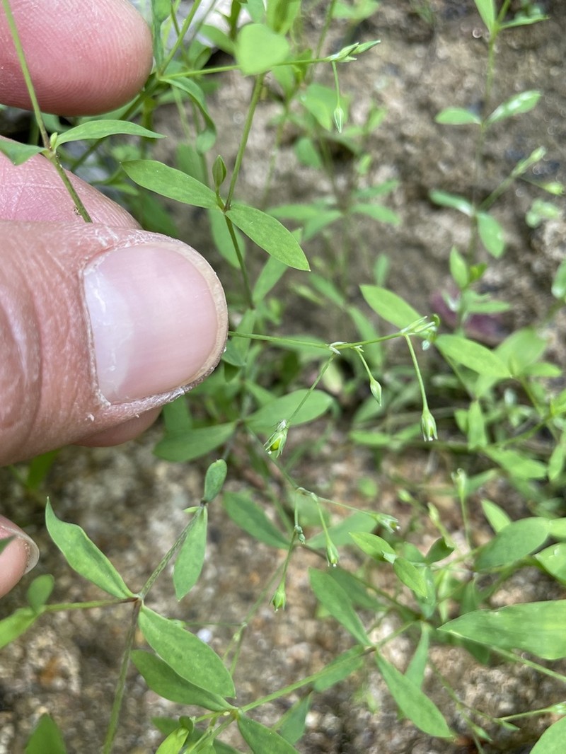 Bog Chickweed photo 6