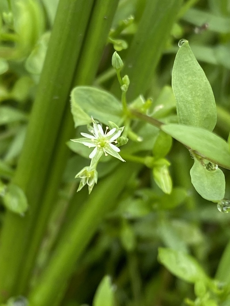 Bog Chickweed photo 7