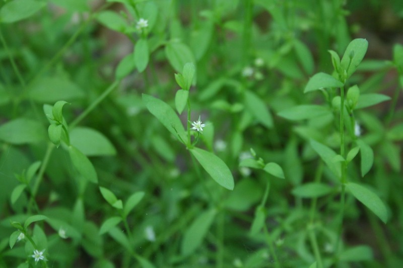Bog Chickweed photo 8