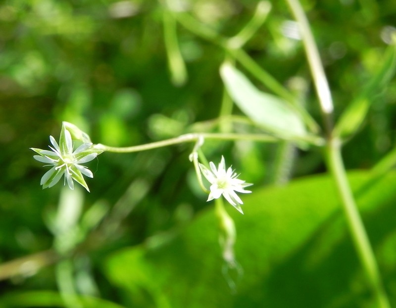 Bog Chickweed