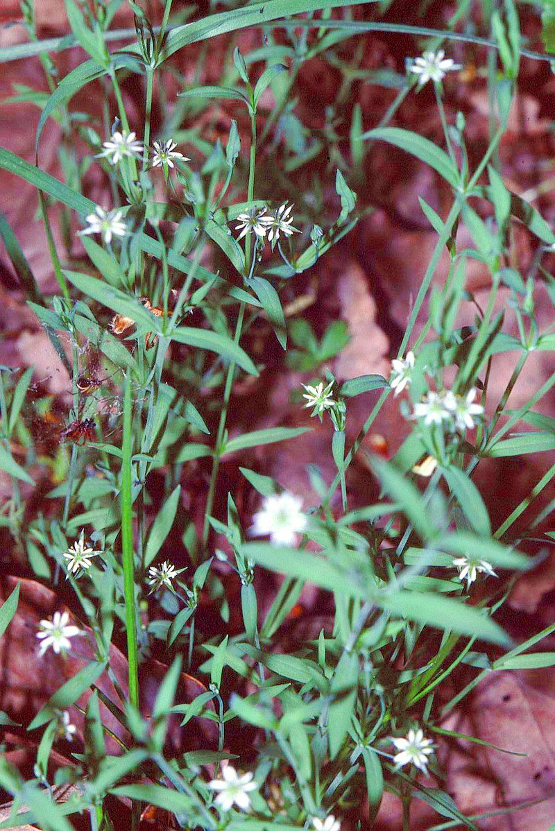Bog Chickweed photo 2