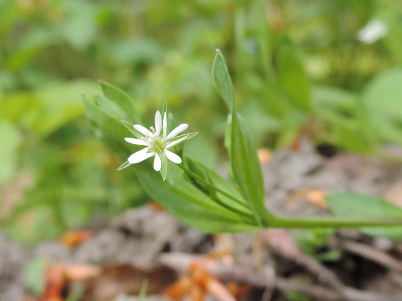 Bog Chickweed photo 3