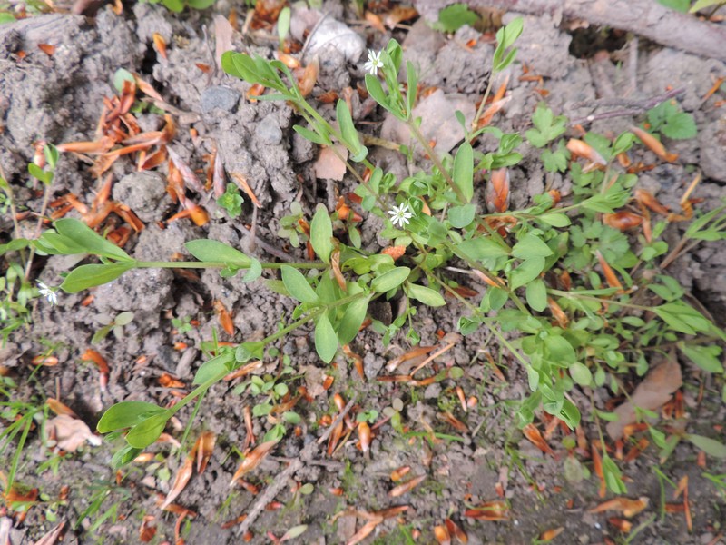 Bog Chickweed photo 4