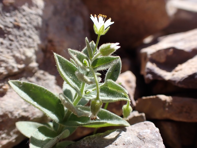 American Chickweed