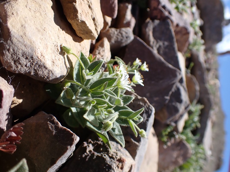 American Chickweed photo 3