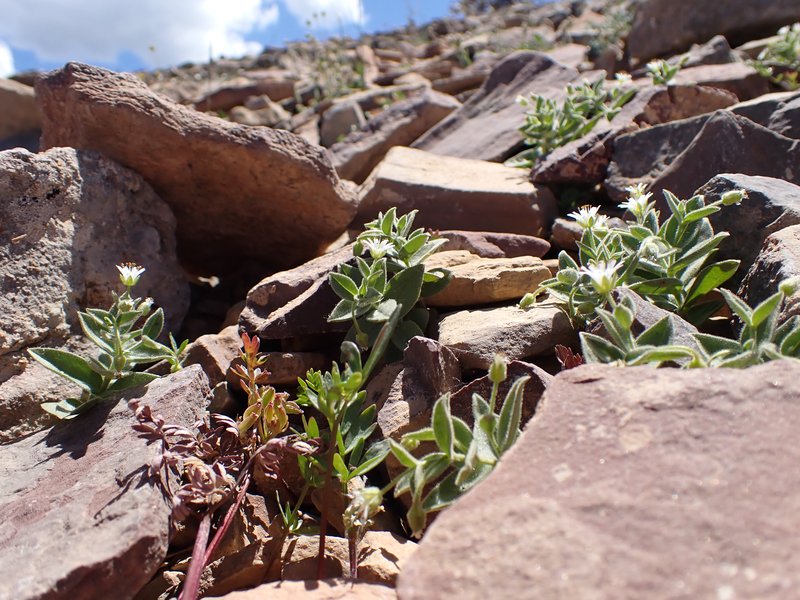 American Chickweed photo 4