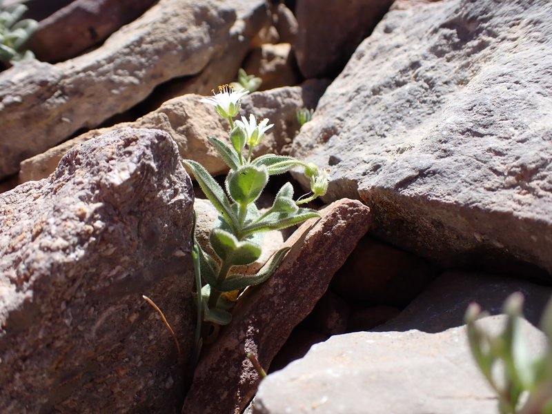 American Chickweed photo 5