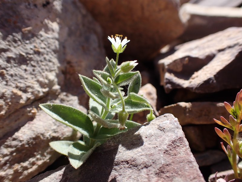 American Chickweed photo 6