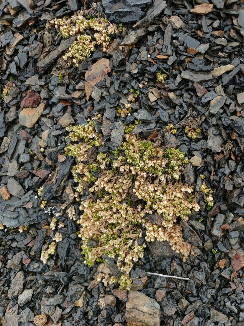 Stellaria andina