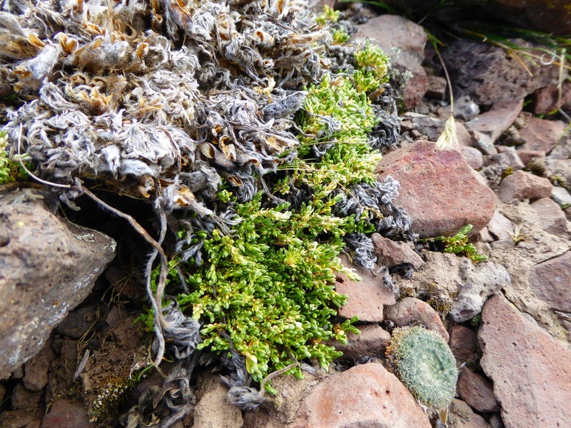 Stellaria andina photo 2
