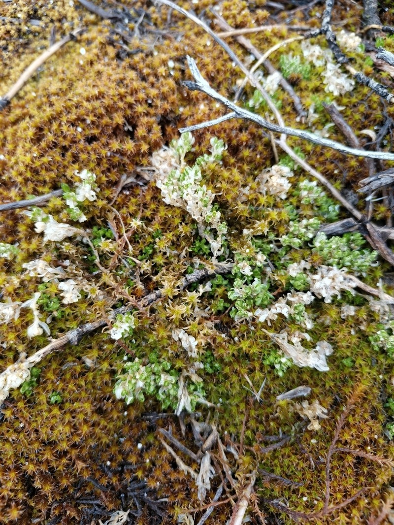 Stellaria andina photo 6
