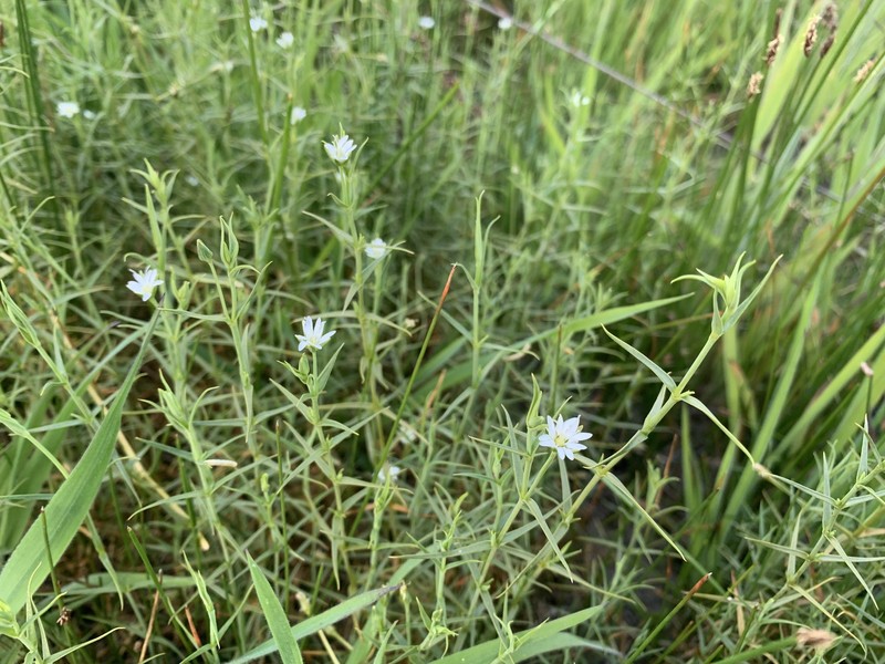 Stellaria angustifolia subsp. angustifolia
