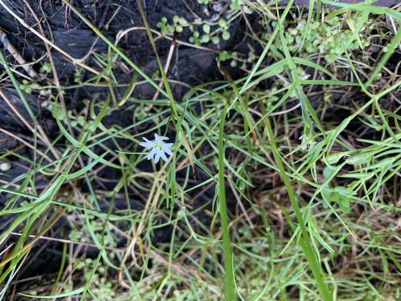 Stellaria angustifolia subsp. angustifolia photo 2