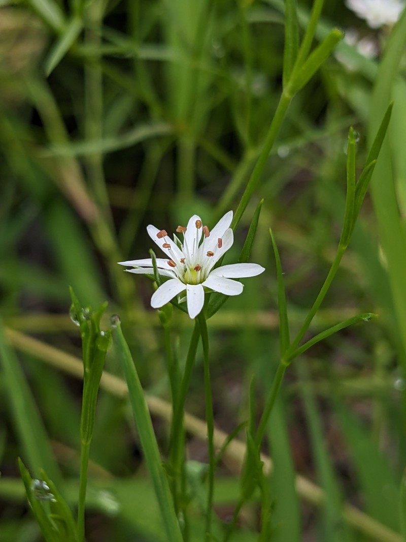 Stellaria angustifolia subsp. angustifolia photo 3