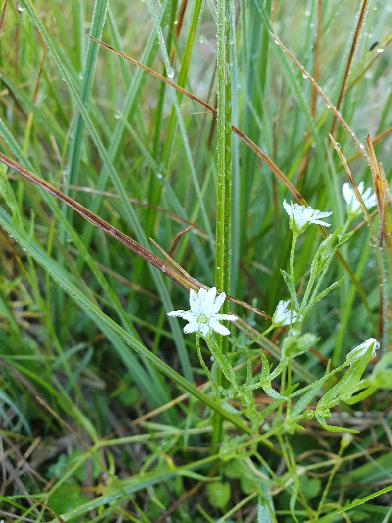 Stellaria angustifolia subsp. angustifolia photo 4