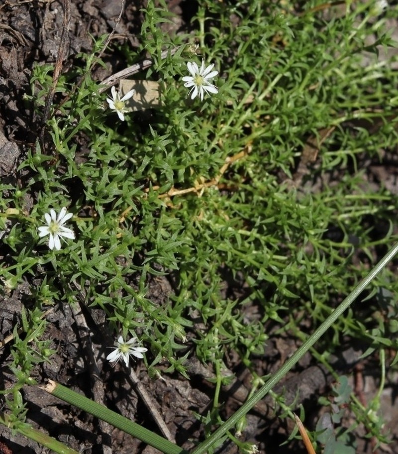 Stellaria angustifolia subsp. tenella
