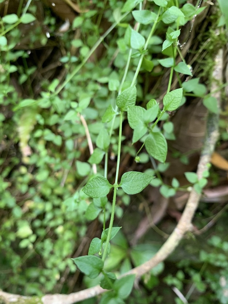 West Indian Starwort