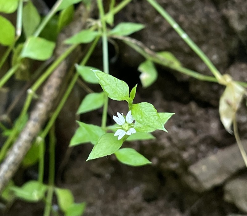 West Indian Starwort photo 3