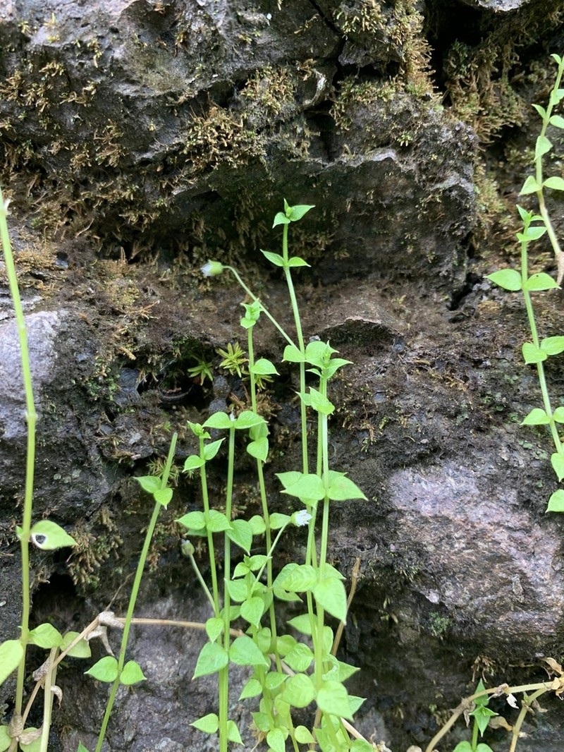 West Indian Starwort photo 4