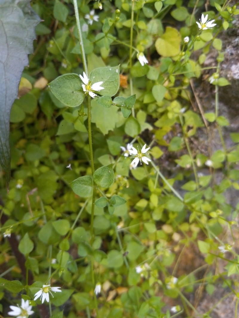West Indian Starwort photo 5